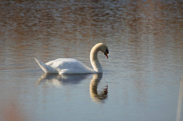 Close-up of white swan floating on rippled lake with reflections