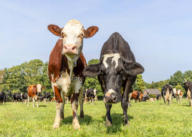 istock Two cows in a field, bicolored red and black with white, front view standing, full length milk cattle 1471925370