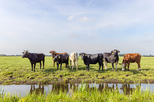 Pack cows at the bank of a creek, a group standing in a landscape of flat land and water a horizon and blue sky