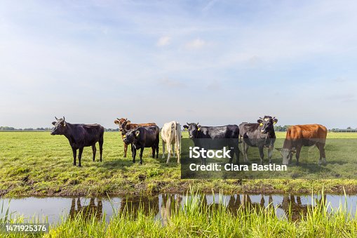 istock Cows at the bank of a creek, a group standing in a landscape of flat land and water a horizon and blue sky 1471925376