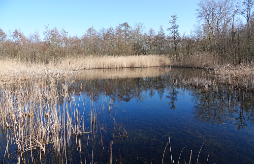 A tranquil little lake in the last piece of old-growth forest in the Netherlands. Beekbergerwoud is a carr with forest and reed growing in a wet, marsh like environment