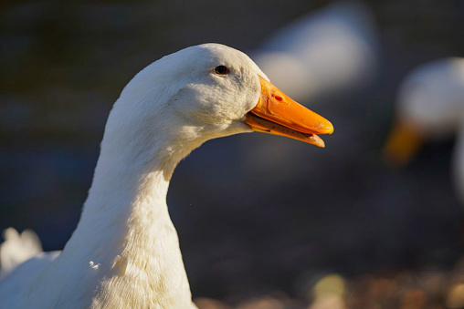 Portrait white goose in nature field close up