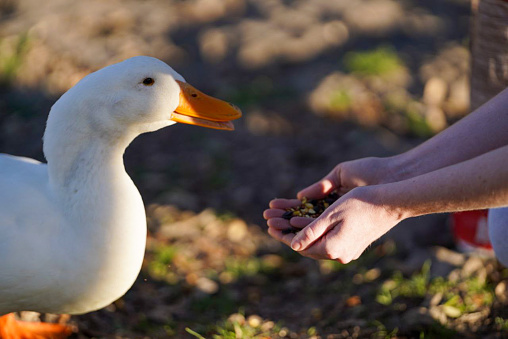 The white goose eats food from the hands. Domestic bird