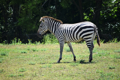 A single zebra stands in profile, in a meadow on a sunny day.