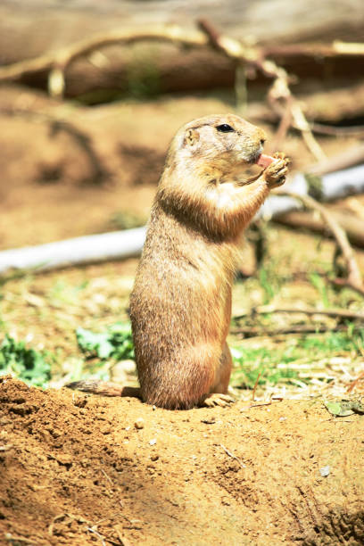 A prairie dog species of ground squirrel sits-up on its haunches as it enjoys chewing on a snack.