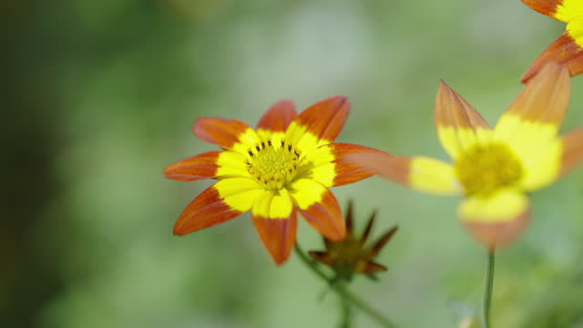 Panning Close-Up of Bidens Ferulifolia Flowers Swaying in Windy Summer Day