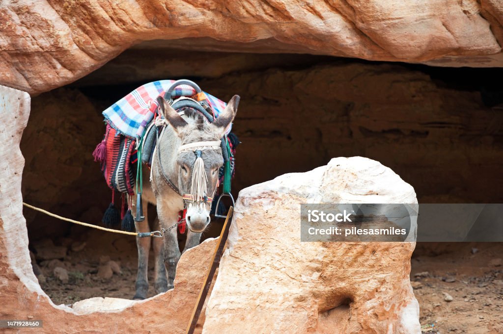 Tethered Donkey at tomb entrance, Petra, Jordan, Middle East Petra, built around 300 B.C. by the Nabataean Arabs, is the world famous archaeological site in Jordan's southwestern desert. Capital of the Nabatean Kingdom it seamlessly blends Arab style with Hellenistic and Roman or Byzantine architecture. Accessed via Al Siq, a narrow canyon, it contains tombs and temples carved into the pink sandstone cliffs, hence the 'Rose City' The most famous and iconic structure is Al Khazneh, a temple with an ornate Greek-style facade, also known as The Treasury Ancient Civilization Stock Photo