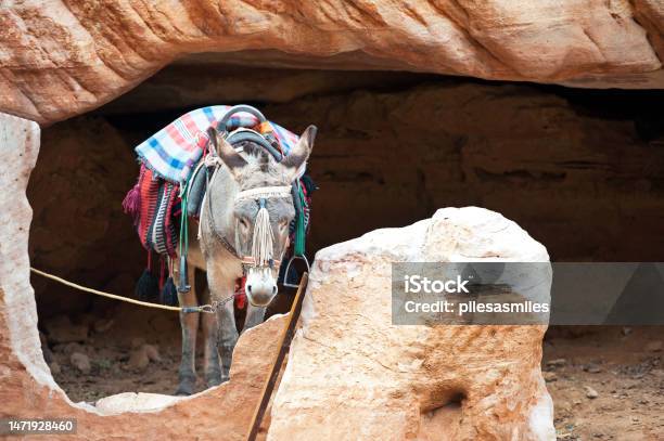 Tethered Donkey At Tomb Entrance Petra Jordan Middle East Stock Photo - Download Image Now