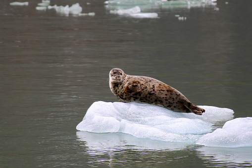 Harbor seals on an iceberg in Southeast Alaska