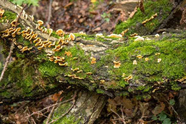 Mushrooms on a log in the forest