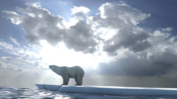 istock Polar bear wondering on small ice chunk, clouds and rays 1471933234