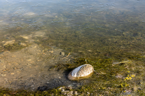 Stone in shallow frosty water with water plants. Winter landscape