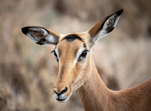 Female Impala portrait (Aepyceros Melampus), Krueger National Park, South Africa