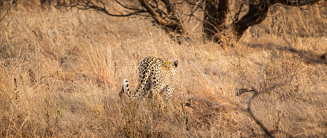 Young male African Leopard (Panthera Pardus) at Kruger National Park, South Africa