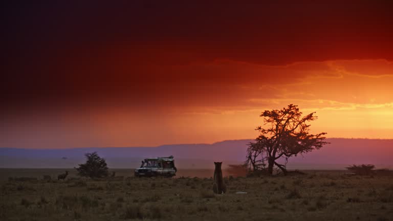 Cheetah during dusk, observed from safari vehicle