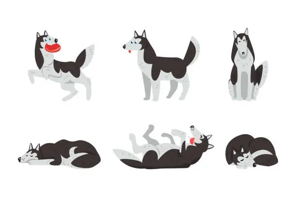 Vector illustration of Siberian Husky Purebred Pet in Different Poses Vector Set