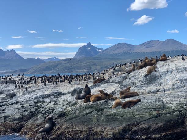 Sea lions on island, Canal Beagle, Ushuaia Sea lions and birds on island. Mountains and blue sky tierra del fuego archipelago stock pictures, royalty-free photos & images
