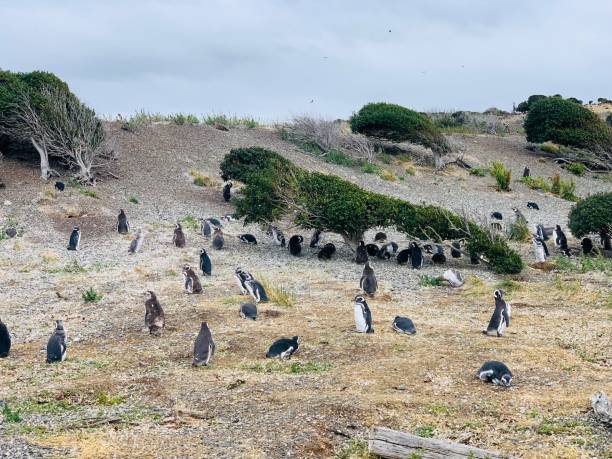 istock Penguin island on canal beagle, Ushuaia 1471940813