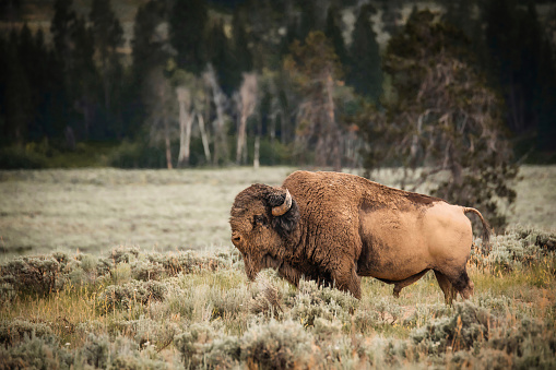 Side profile of a brown male buffalo among green shrubbery in a springtime landscape at Yellowstone National Park