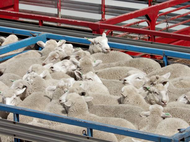 istock Sheep on animal transport 1471941763
