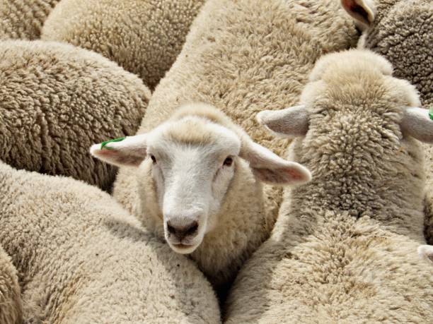 istock Sheep on animal transport 1471941788