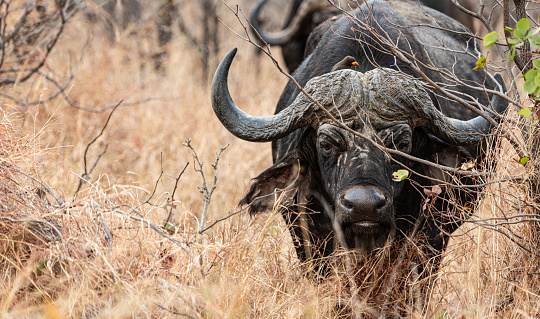 African Buffalo (Syncerus Caffer) in the savannah (Kruger National Park, South Africa)