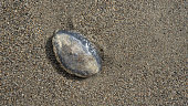 image of a jellyfish on a beach shore
