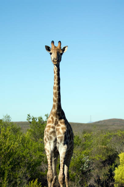 istock South Africa, travel destination. 1471942112