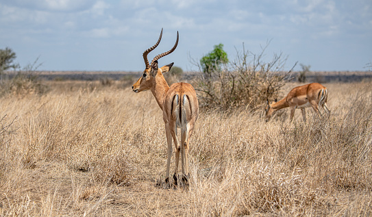 Male Impala (Aepyceros Melampus), rear view, in Kruger National Park, South Africa