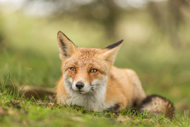 istock Close up of a beautiful cute fox with open eyes lying down in the grass 1471942433