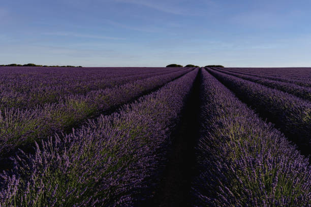istock Lavender field in bloom at dusk 1471942974