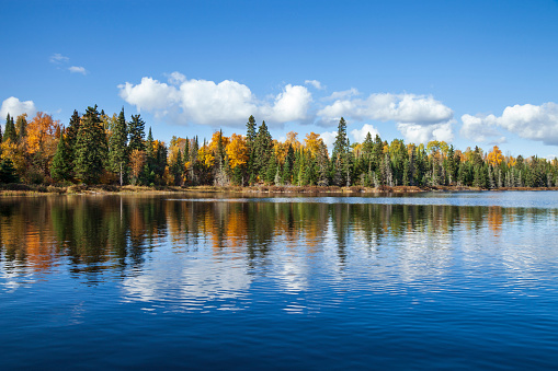 Blue trout lake with trees in fall color in northern Minnesota on a sunny day