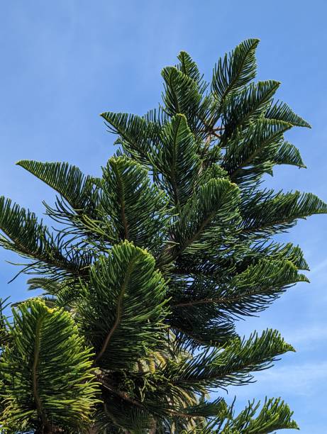 Norfolk Island Pine Large Norfolk Island Pine close-up in front of blue sky araucaria heterophylla stock pictures, royalty-free photos & images