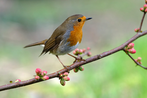 European robin (Erithacus rubecula), the national bird of the United Kingdom, perching on a tree stump.