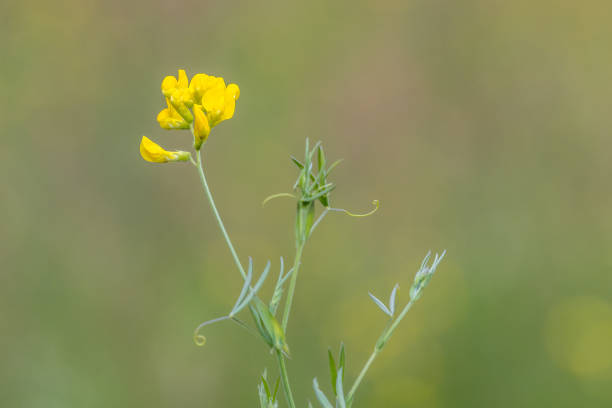 Bird's-foot Trefoil (Lotus corniculatus) in flower