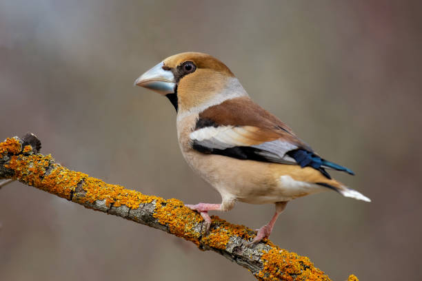 istock Hawfinch Coccothraustes coccothraustes. A songbird sits on a tree stick 1471946615