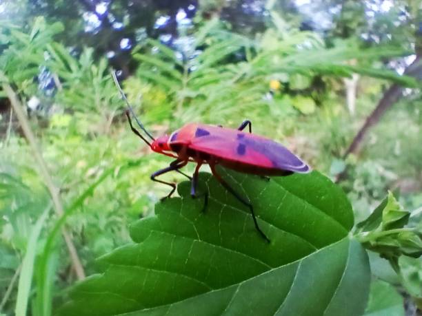 istock Insect macro photography. A legged bug sitting on a leaf, colored on a green leaf, blurred or unfocused 1471946672