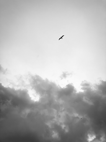 seagulls in a cloudy and overcast sky