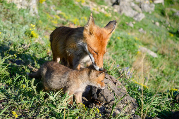 istock Red fox Vulpes vulpes in the wild. Fox with cub 1471947724