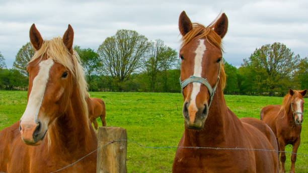istock Amish Working Horses- Northern Indiana 1471949053