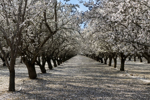 istock Wide View of Springtime Almond Orchard Blossoms 1471949134