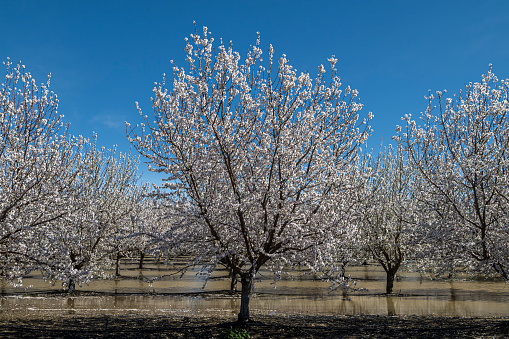 Wide view of springtime almond (Prunus dulcis) orchard blooming with with new blossoms.\n\nTaken in the Yolo County, California, USA.