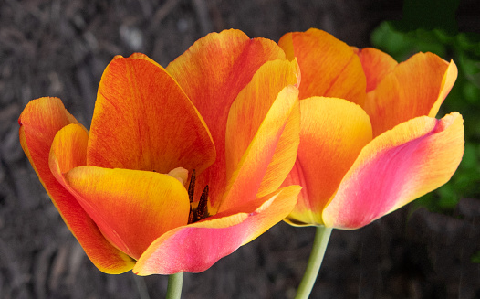 Beautiful Spring Tulips-Howard County, Indiana