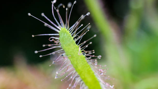 istock A close up of a exotic plant 1471949246