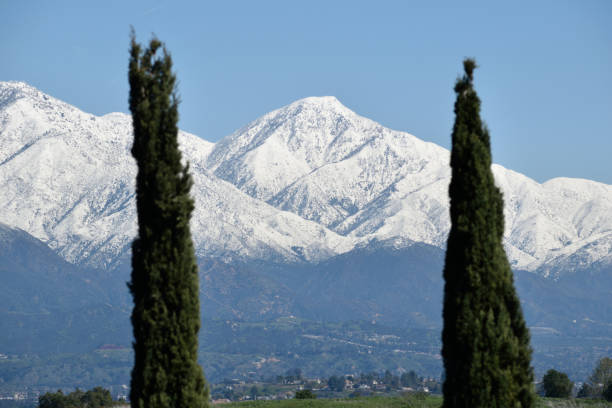 istock Snowy Peaks Behind the Trees 1471949286