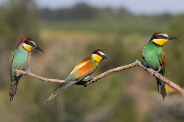 istock Paradise colored birds sit three together on a branch 1471949318