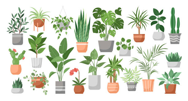 houseplants - plants stock-grafiken, -clipart, -cartoons und -symbole