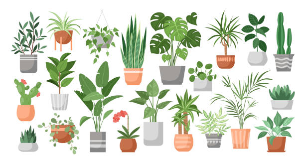 ilustraciones, imágenes clip art, dibujos animados e iconos de stock de houseplants - plants