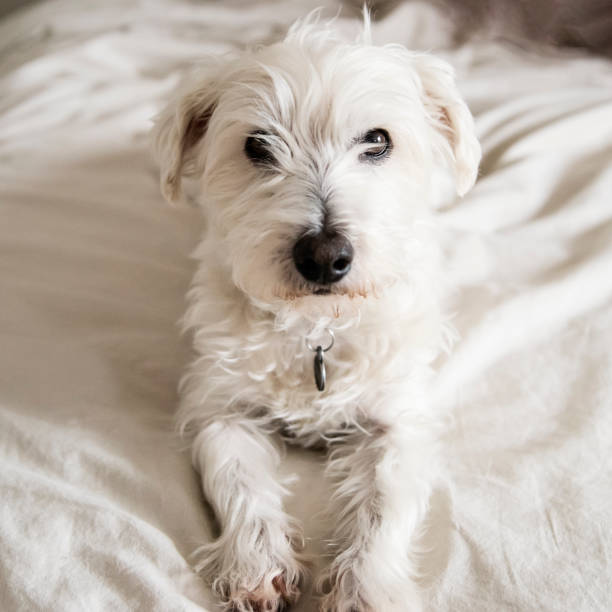 Westie dog portrait on a bed at home. stock photo