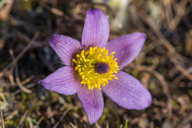 Pasque flowers on spring field. Photo Pulsatilla grandis with nice bokeh. Pasque flowers on spring field. Photo Pulsatilla grandis with nice bokeh. pulsatilla grandis stock pictures, royalty-free photos & images